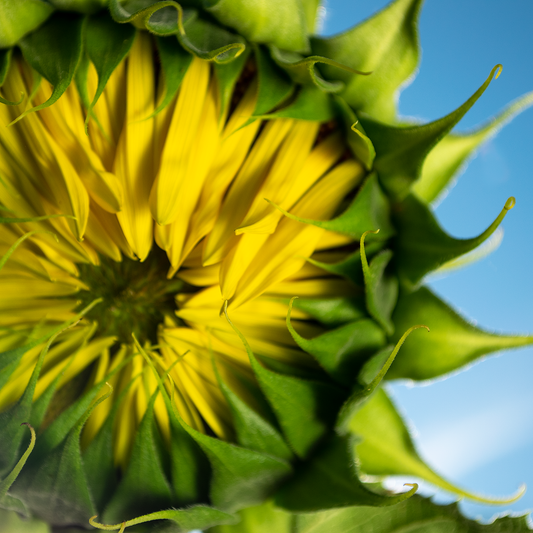 KevinLucasArt Lauches a Sunflower Series of Homewares
