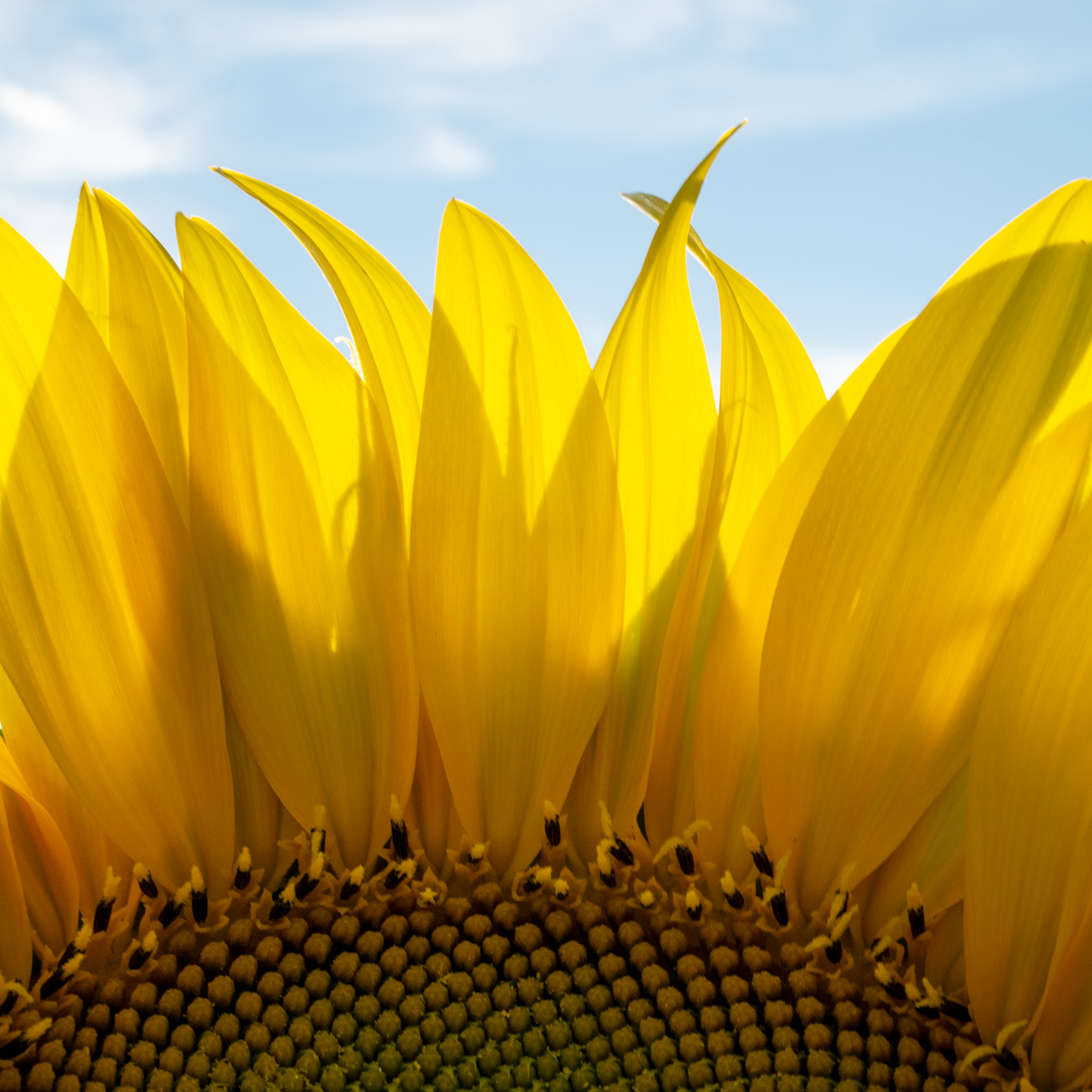 Sunflowers 08 - Gallery Wrapped Canvas 20″ × 20″