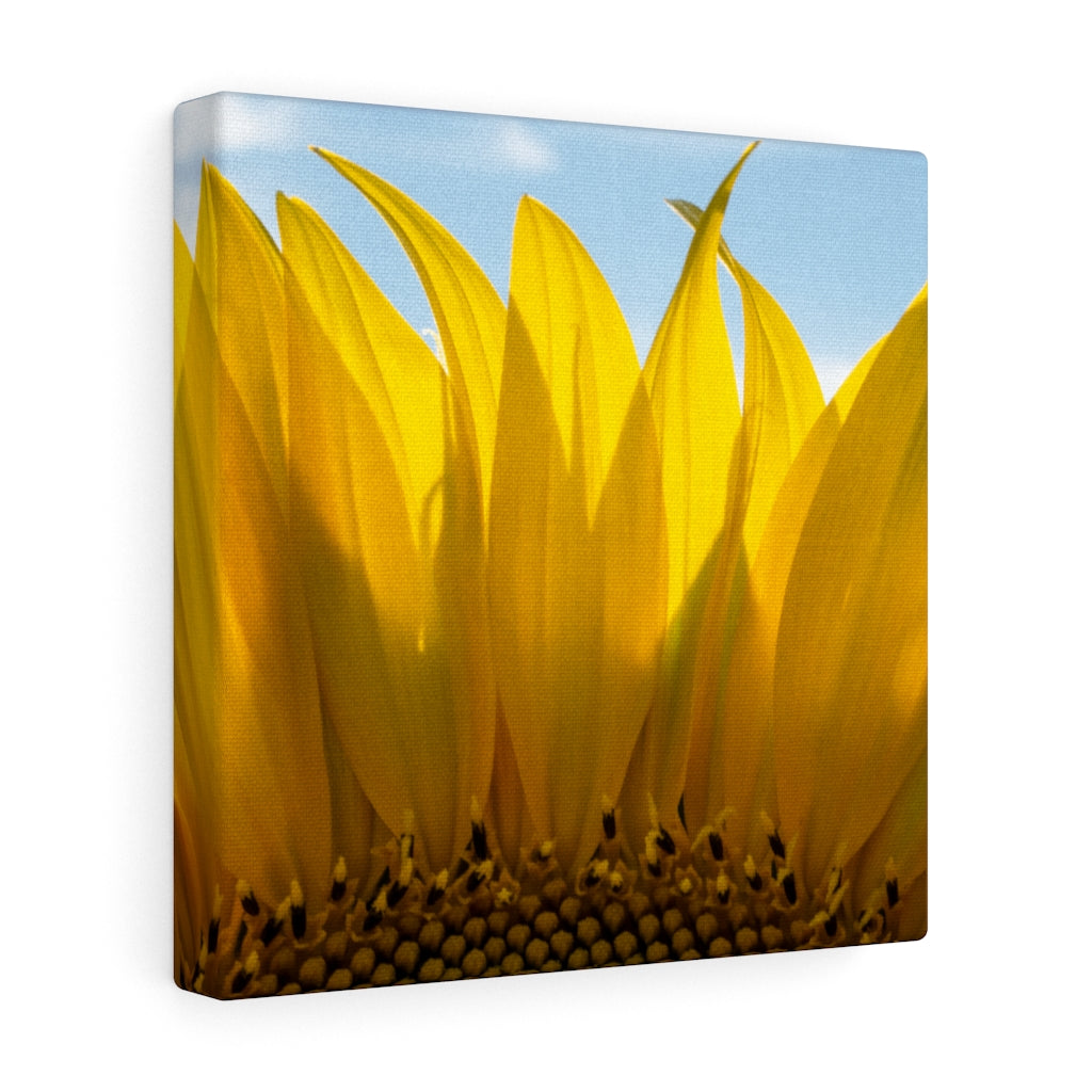 Sunflowers 08 - Gallery Wrapped Canvas 20″ × 20″