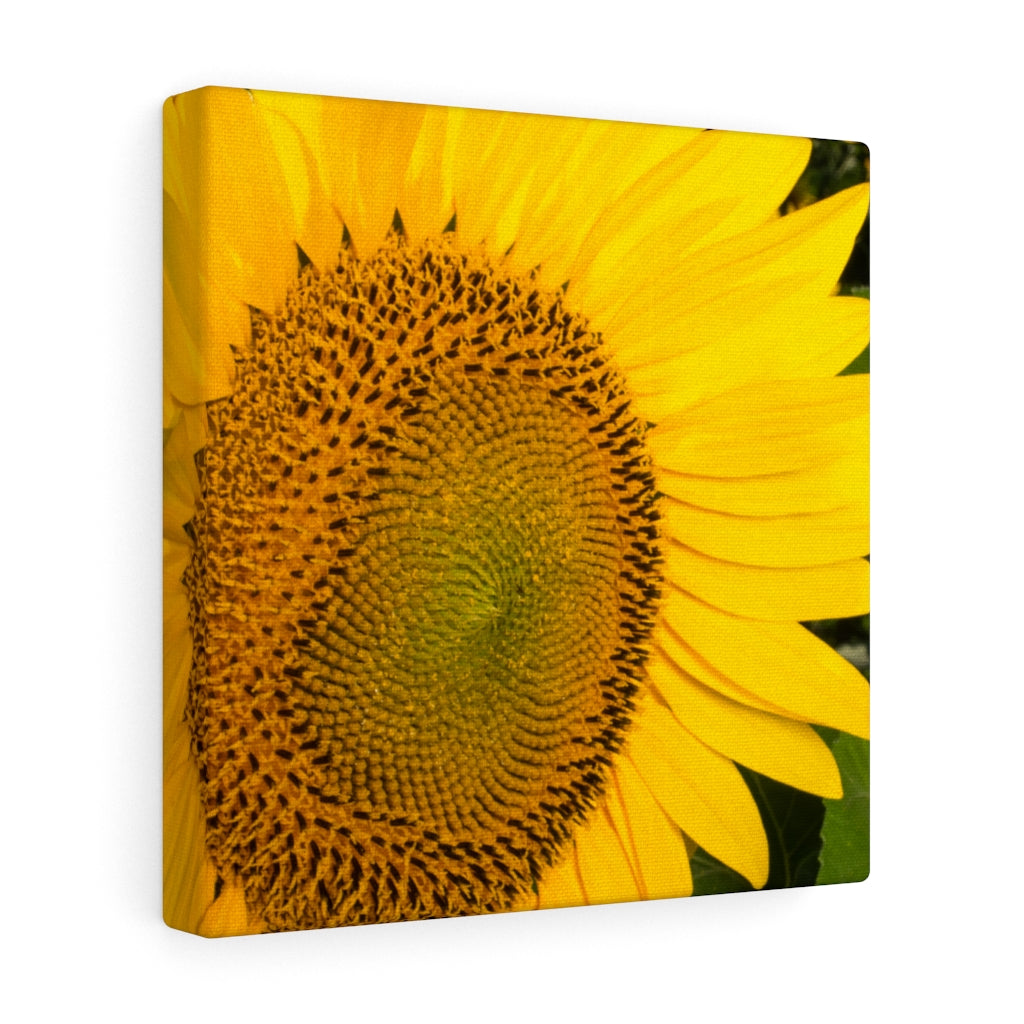 Sunflowers 07 - Gallery Wrapped Canvas 20″ × 20″