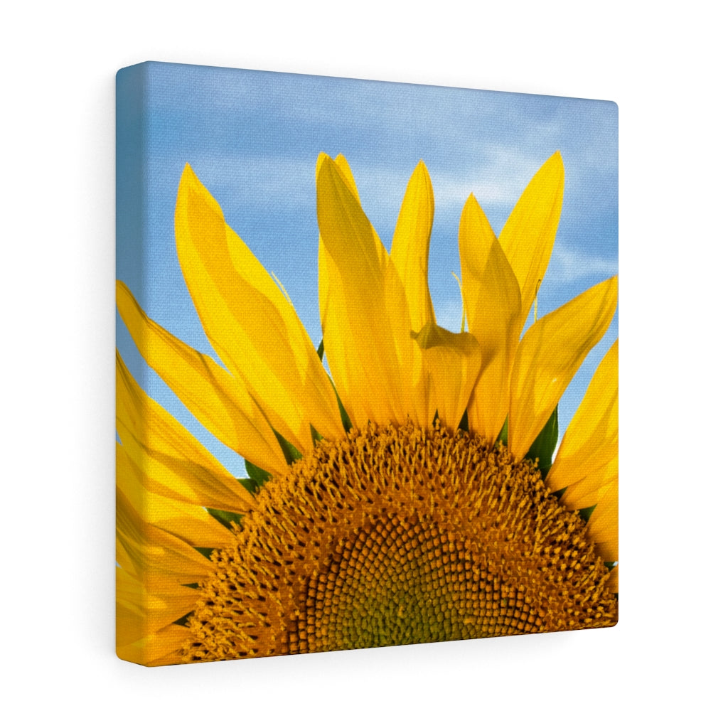 Sunflowers 05 - Gallery Wrapped Canvas 20″ × 20″