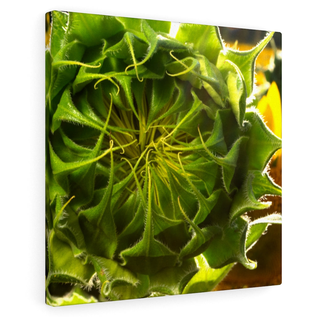 Sunflowers 06 - Gallery Wrapped Canvas 10″ × 10″