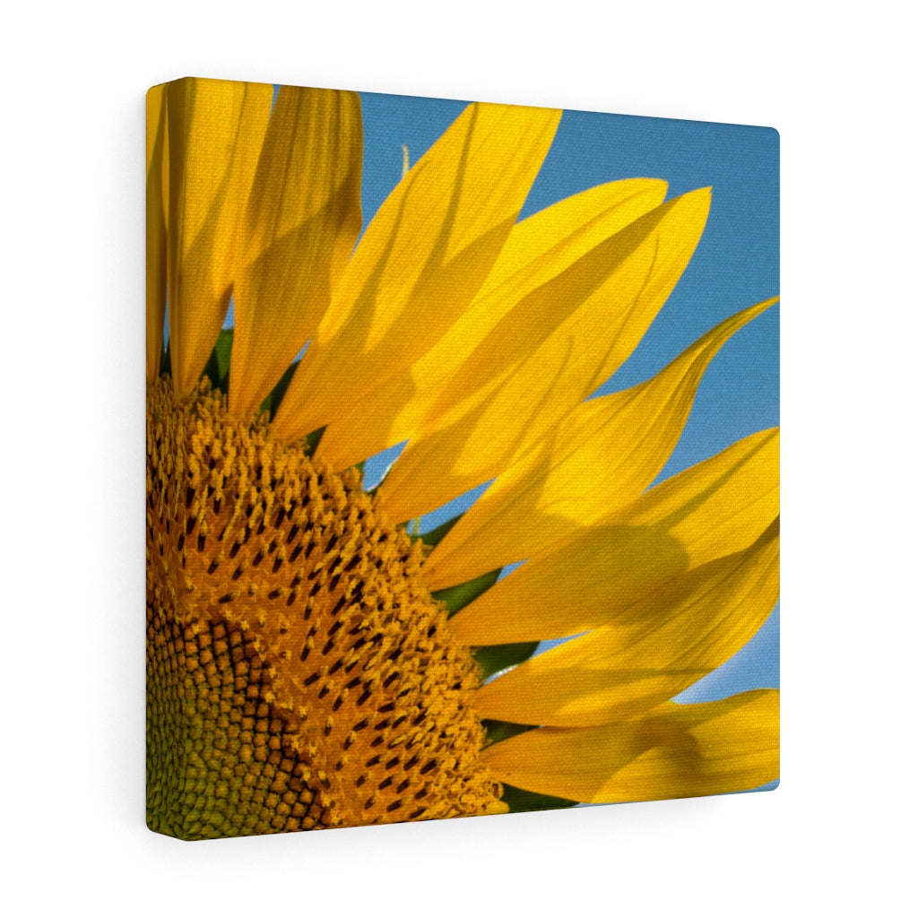Sunflowers 03 - Gallery Wrapped Canvas 20″ × 20″