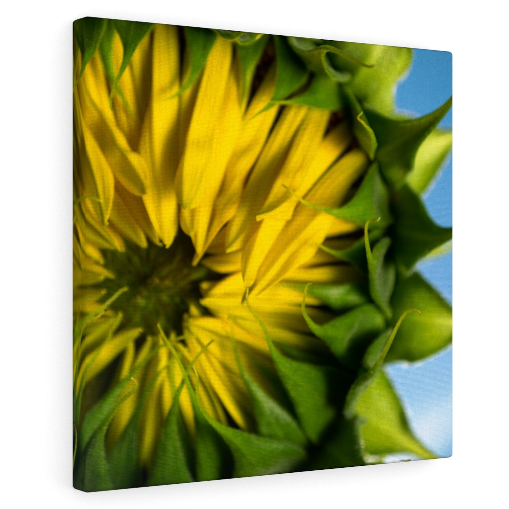 Sunflowers 01 - Gallery Wrapped Canvas 10″ × 10″