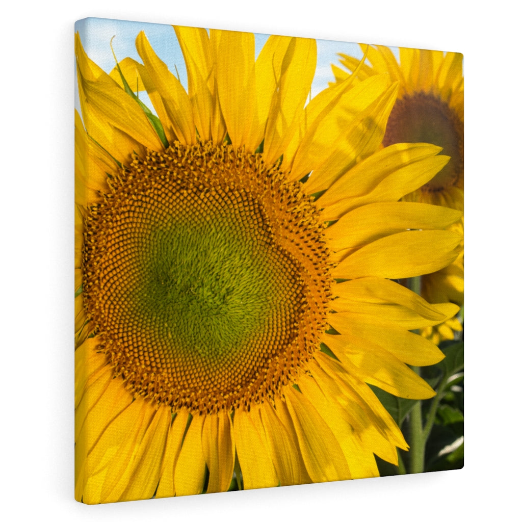 Sunflowers 02 - Gallery Wrapped Canvas 10″ × 10″