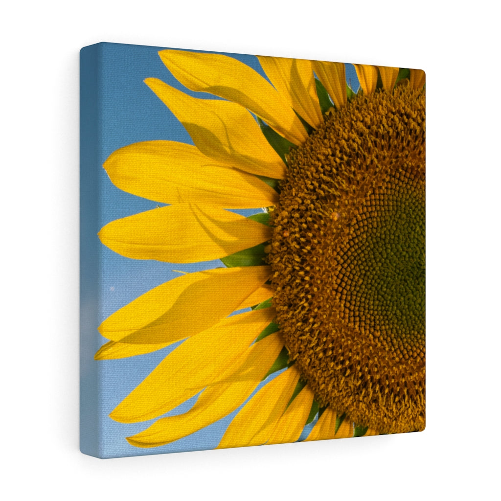 Sunflowers 04 - Gallery Wrapped Canvas 20″ × 20″